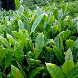 Tea Plant